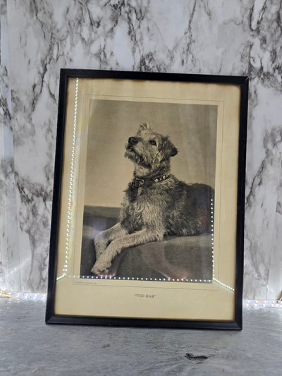 1935 Antique Framed Cosmopolitn Magazine Print of a Irish Wolf Hound Dog "Tin Ear"