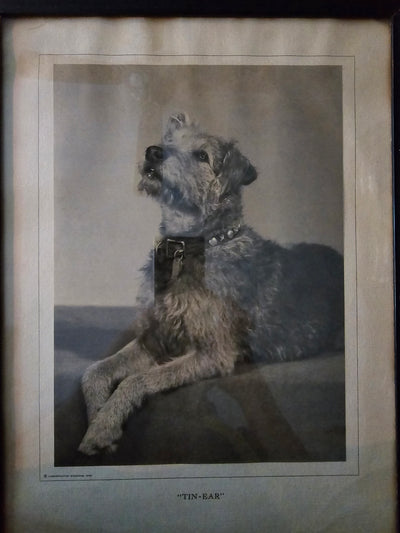 1935 Antique Framed Cosmopolitn Magazine Print of a Irish Wolf Hound Dog "Tin Ear"