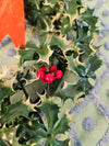 1960's Vintage MCM plastic holly leaves and berries Christmas wreath with red felt bow